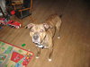 Bruno