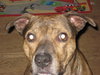 Bruno