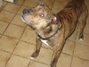 Bruno