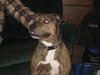Bruno