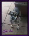 Juju Bee