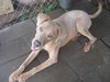 Kody