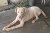 Kody