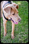 Kody