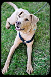 Kody