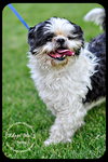Chewy