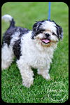 Chewy