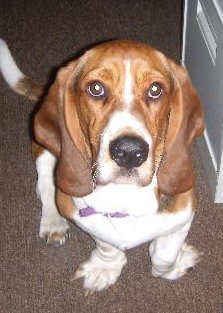 Dudley-puppy