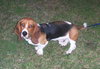 Dudley-puppy