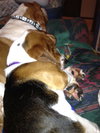 Dudley-puppy