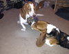 Dudley-puppy