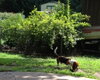 Dudley-puppy