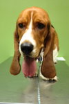 Dudley-puppy
