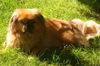 Jake