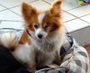 Stella