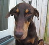 Bruno