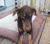 Bruno