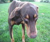 Bruno