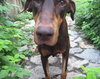 Bruno