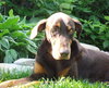 Bruno