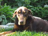 Bruno
