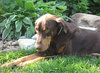 Bruno