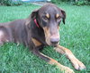 Bruno