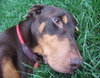 Bruno