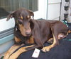 Bruno