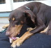 Bruno