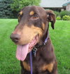 Bruno