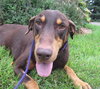 Bruno