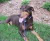 Bruno