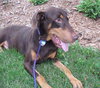 Bruno