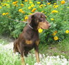 Bruno