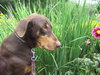 Bruno