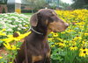 Bruno