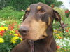 Bruno