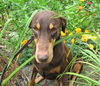 Bruno