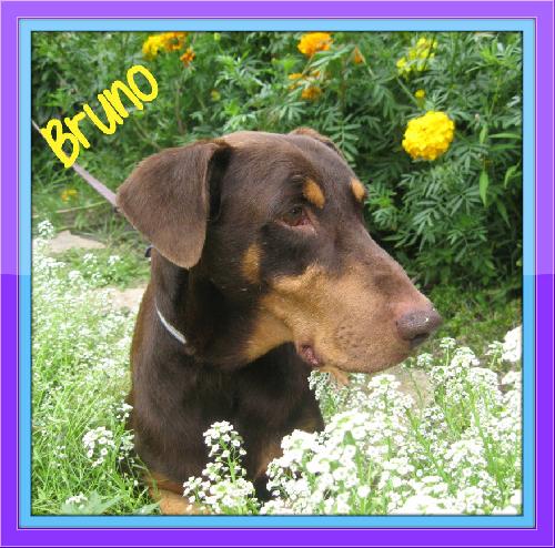 Bruno