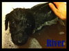 River Puppy