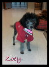 Zoey Puppy