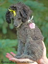 Zoey Puppy