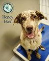 Honey Bear