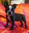 Ginny-Read Bio Special Needs (Foster needed)