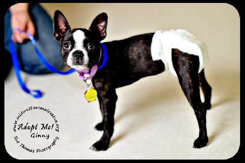 Ginny-Read Bio Special Needs (Foster needed)
