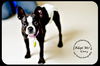 Ginny-Read Bio Special Needs (Foster needed)