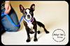 Ginny-Read Bio Special Needs (Foster needed)