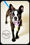Ginny-Read Bio Special Needs (Foster needed)