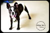 Ginny-Read Bio Special Needs (Foster needed)